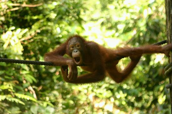 02 Orangutan yawning