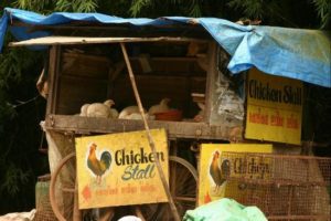 07 hmmm chicken
