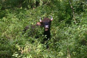 04 Bison in the brush