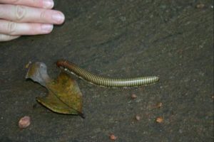 02 Millipede