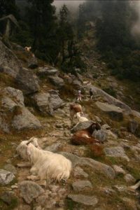 02 Goat trail
