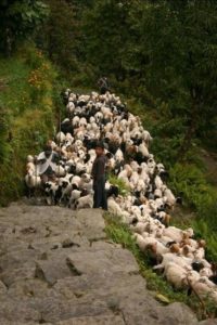 17 Goat Herd