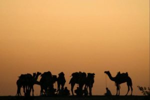 03 Camel Sunset