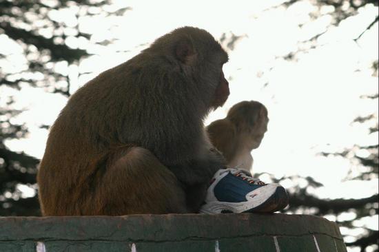 02 Kleptomaniac Monkey
