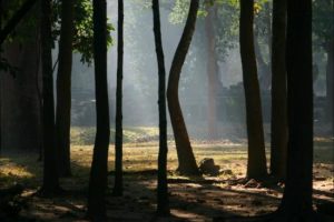 14 Morning Mist